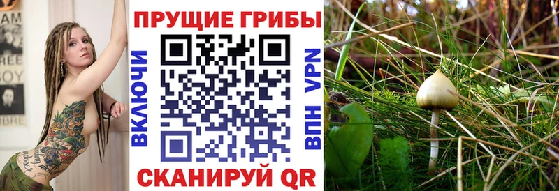 цены   ссылка на мегу как войти  Галлюциногенные грибы мицелий  Шагонар 